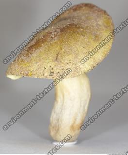 Photo Texture of Mushroom 0006